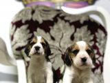 Orjinal Irk Ve Sağlık Garantili Beagle Yavrular
