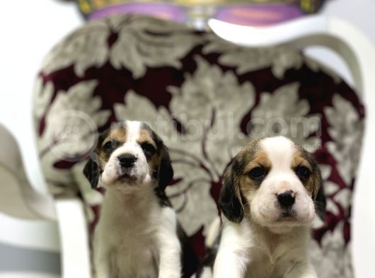 Orjinal Irk Ve Sağlık Garantili Beagle Yavrular görsel