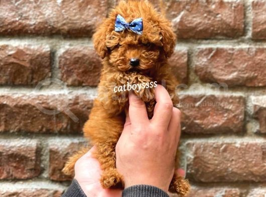 Red Brown Erkek Toy Poodle Yavrumuz görsel
