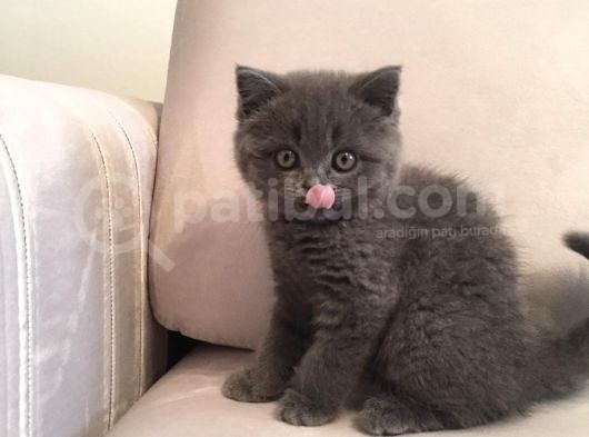 Safkan Ve Irk Garantisi