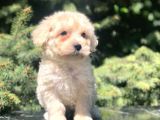 Latte Rengi Maltipoo Yavrumuz