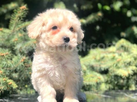 Latte Rengi Maltipoo Yavrumuz