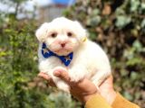 Sevi̇mli̇ Malti̇poo