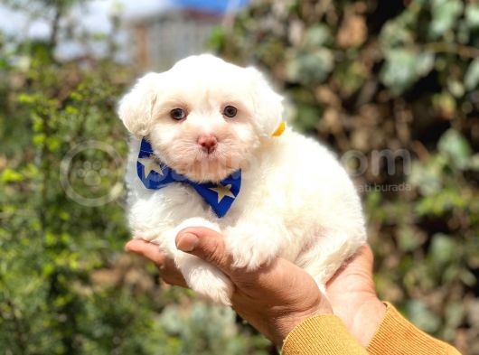 Sevi̇mli̇ Malti̇poo görsel