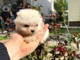 Tedy Bear Micro Boy Pomeranın Boo Bebegımız