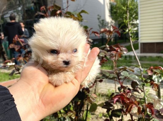 Tedy Bear Micro Boy Pomeranın Boo Bebegımız