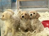 F1Vef2 Orjinal Antialerjik Maltipoo Yavruları Irk Ve Sağlık Garantili