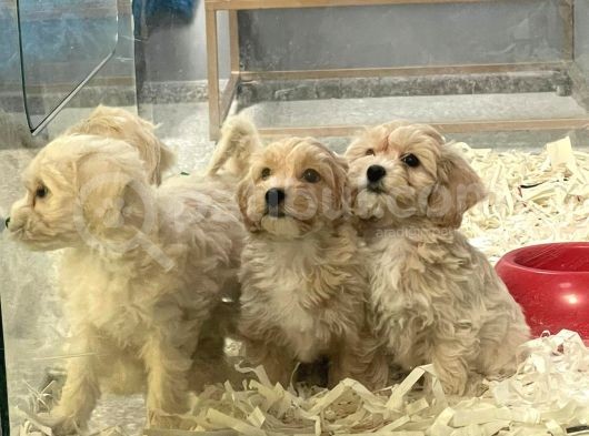 F1Vef2 Orjinal Antialerjik Maltipoo Yavruları Irk Ve Sağlık Garantili görsel