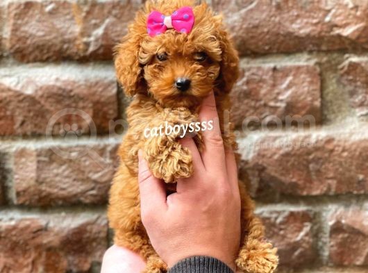Red Brown Dişi Toy Poodle Yavrumuz görsel