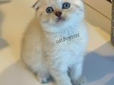 Lynx Point Scottish Fold Erkek Yavrular