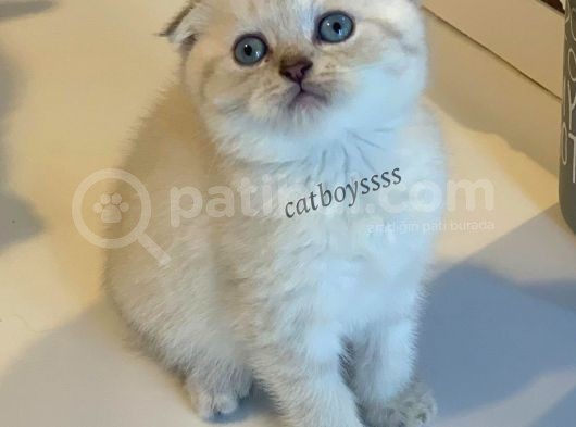 Lynx Point Scottish Fold Erkek Yavrular görsel