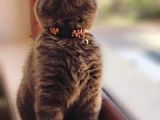 Scottish Fold & Scottis Straight & British Shorthair Yavrularımız Sizi Bekliyor