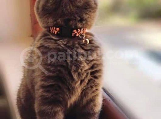 Scottish Fold & Scottis Straight & British Shorthair Yavrularımız Sizi Bekliyor görsel