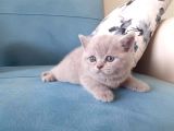 Scottish Fold & Scottis Straight & British Shorthair Yavrularımız Sizi Bekliyor