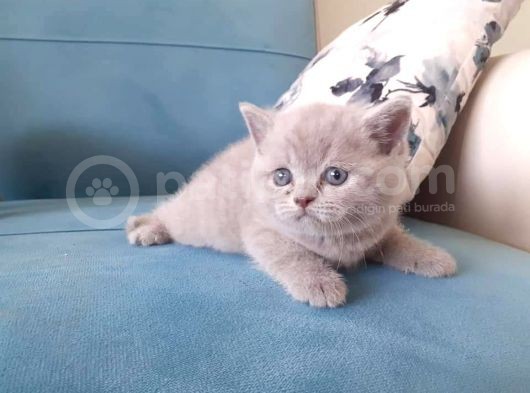 Scottish Fold & Scottis Straight & British Shorthair Yavrularımız Sizi Bekliyor görsel