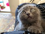Scottish Fold & Scottis Straight & British Shorthair Yavrularımız Sizi Bekliyor