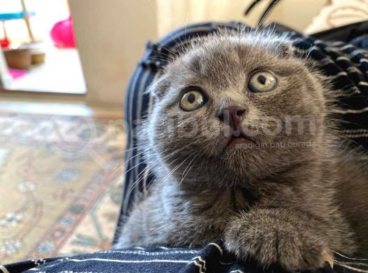 Scottish Fold & Scottis Straight & British Shorthair Yavrularımız Sizi Bekliyor görsel