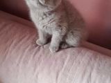 Scottish Fold & Scottis Straight & British Shorthair Yavrularımız Sizi Bekliyor