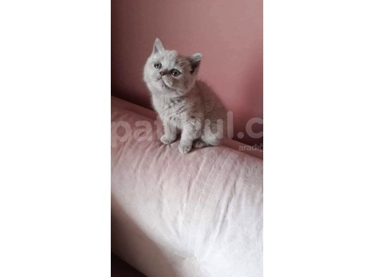 Scottish Fold & Scottis Straight & British Shorthair Yavrularımız Sizi Bekliyor görsel