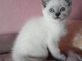 Scottish Fold & Scottis Straight & British Shorthair Yavrularımız Sizi Bekliyor