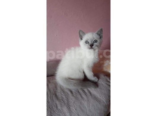 Scottish Fold & Scottis Straight & British Shorthair Yavrularımız Sizi Bekliyor görsel