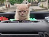 Scottish Fold & Scottis Straight & British Shorthair Yavrularımız Sizi Bekliyor