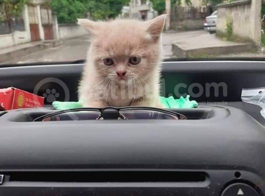 Scottish Fold & Scottis Straight & British Shorthair Yavrularımız Sizi Bekliyor görsel