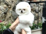 Orji̇nal Pomerani̇an Boo Di̇şi̇ Ve Erkek Yavrular