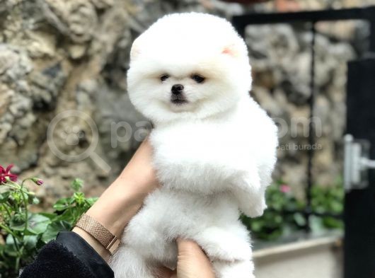 Orji̇nal Pomerani̇an Boo Di̇şi̇ Ve Erkek Yavrular görsel