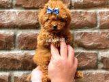 Red Brown Erkek Toy Poodle Yavrumuz