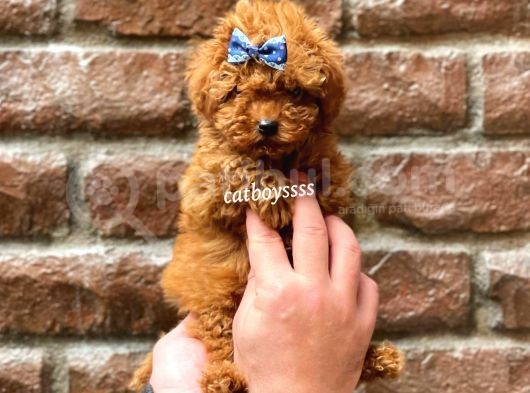 Red Brown Erkek Toy Poodle Yavrumuz görsel