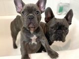 Blue French Bulldog Yavruları