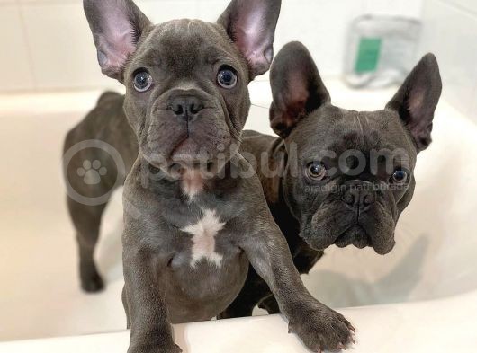 Blue French Bulldog Yavruları