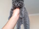 Scottish Fold & Scottis Straight & British Shorthair Yavrularımız Sizi Bekliyor