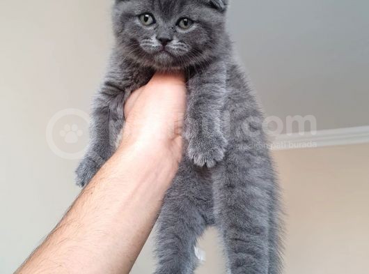 Scottish Fold & Scottis Straight & British Shorthair Yavrularımız Sizi Bekliyor görsel