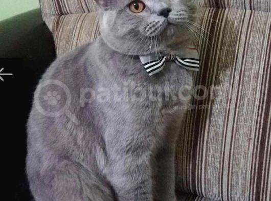 Bri̇ti̇sh Shorthai̇r Bebekler görsel