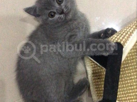 Bri̇ti̇sh Shorthai̇r Bebekler görsel