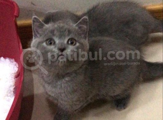 Bri̇ti̇sh Shorthai̇r Bebekler görsel