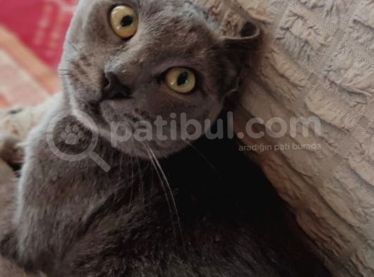 2 Yaşında Sağlıklı Dişi İstanbul görsel