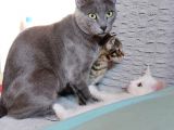 Anne Rusian Baba British Shorthair Son Kalan Dişi