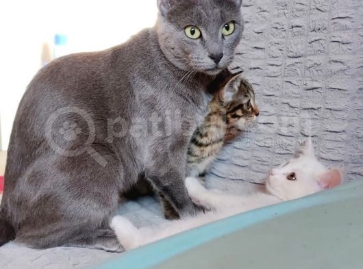Anne Rusian Baba British Shorthair Son Kalan Dişi görsel