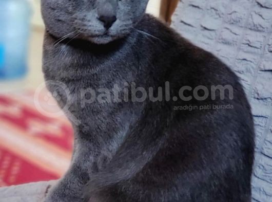 2 Yaşında Sağlıklı Dişi İstanbul görsel