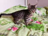 Anne Rusian Baba British Shorthair Son Kalan Dişi
