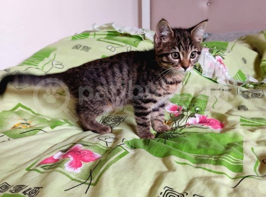 Anne Rusian Baba British Shorthair Son Kalan Dişi görsel