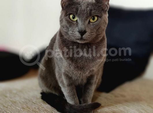 2 Yaşında Sağlıklı Dişi İstanbul