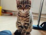 Anne Rusian Baba British Shorthair Son Kalan Dişi