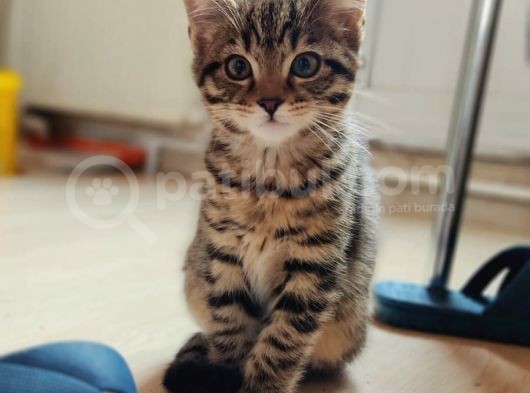 Anne Rusian Baba British Shorthair Son Kalan Dişi görsel