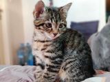Anne Rusian Baba British Shorthair Son Kalan Dişi