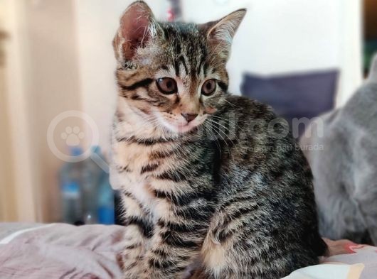 Anne Rusian Baba British Shorthair Son Kalan Dişi