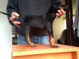 Doberman Yavrularımız A Kalite